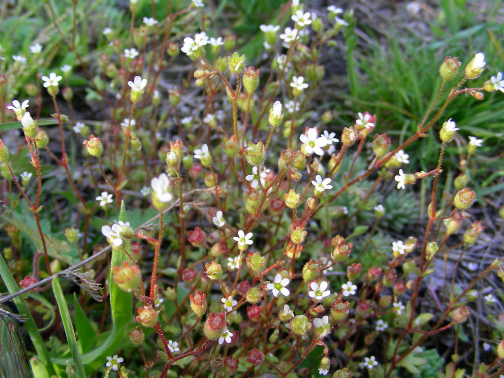 Saxifraga tridactylites